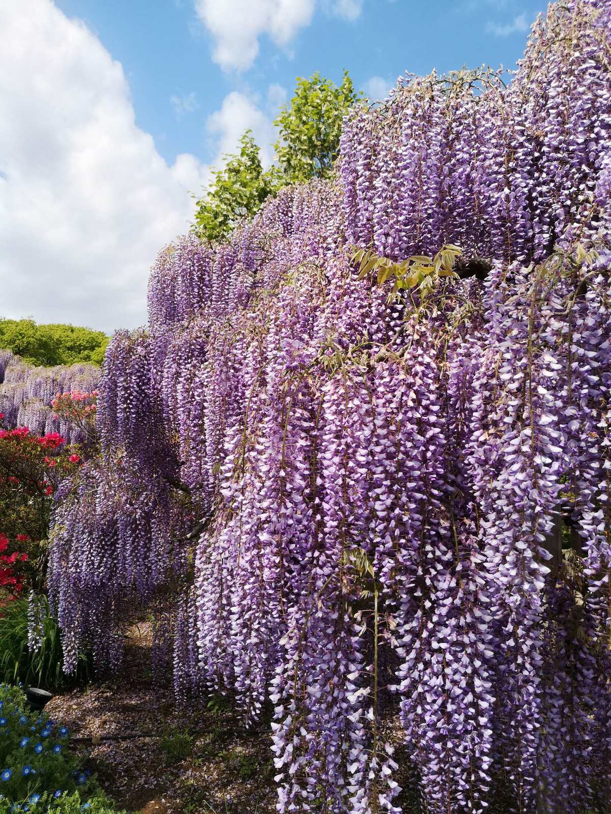 花藤图案_三联素材 花藤_素材藤蔓