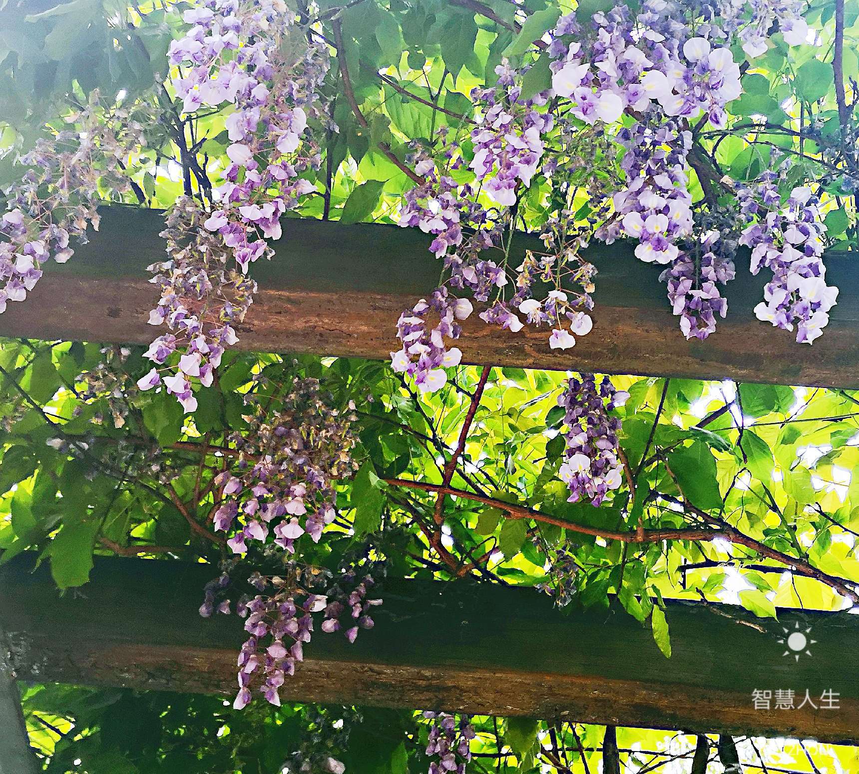 素材藤蔓_三联素材 花藤_花藤图案