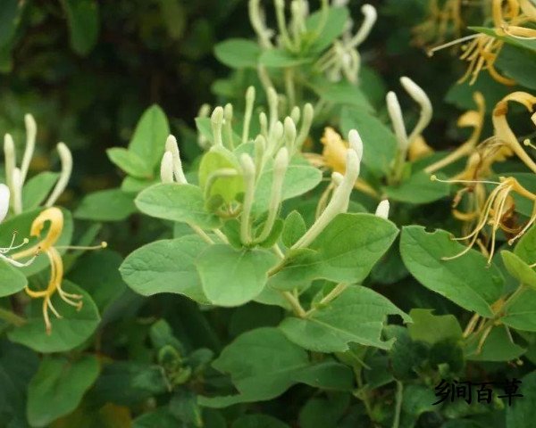 三联素材 花藤-花藤大揭秘：攀援生长的神奇之处