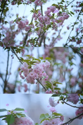 jojo视频下载_樱花视频下载_黄金网站软件app视频