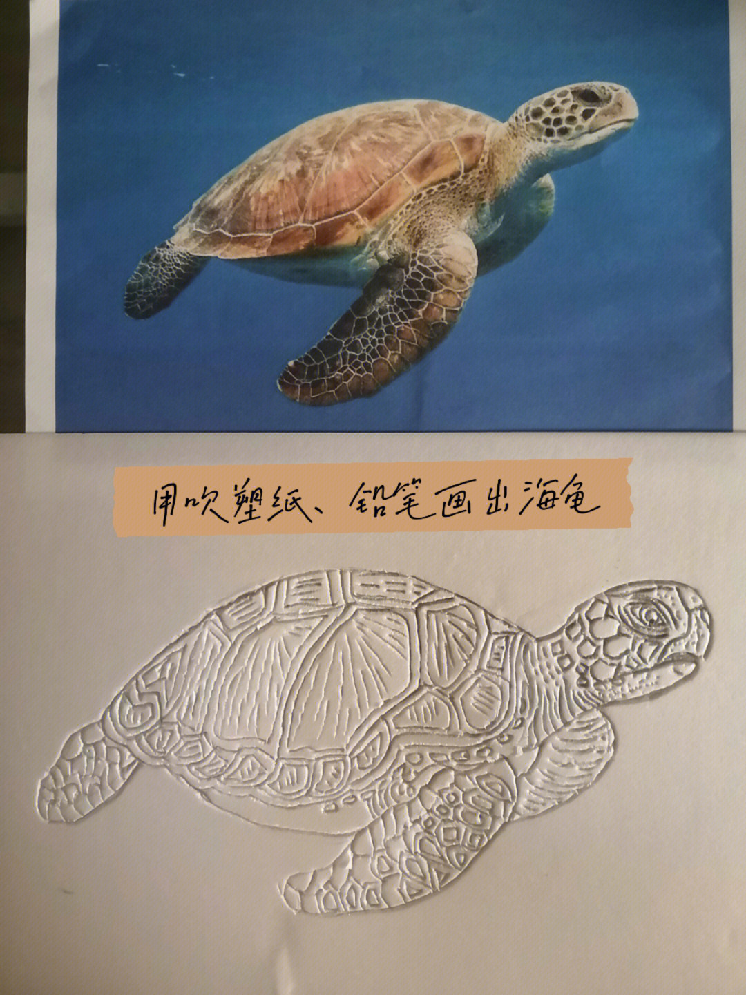 简笔海龟怎么画_海龟简笔画_简笔画海龟大全大图