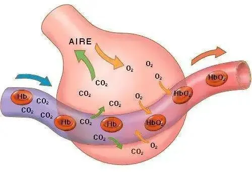 血氧仪怎么看_血氧测量仪准确吗_测血氧仪器怎么看